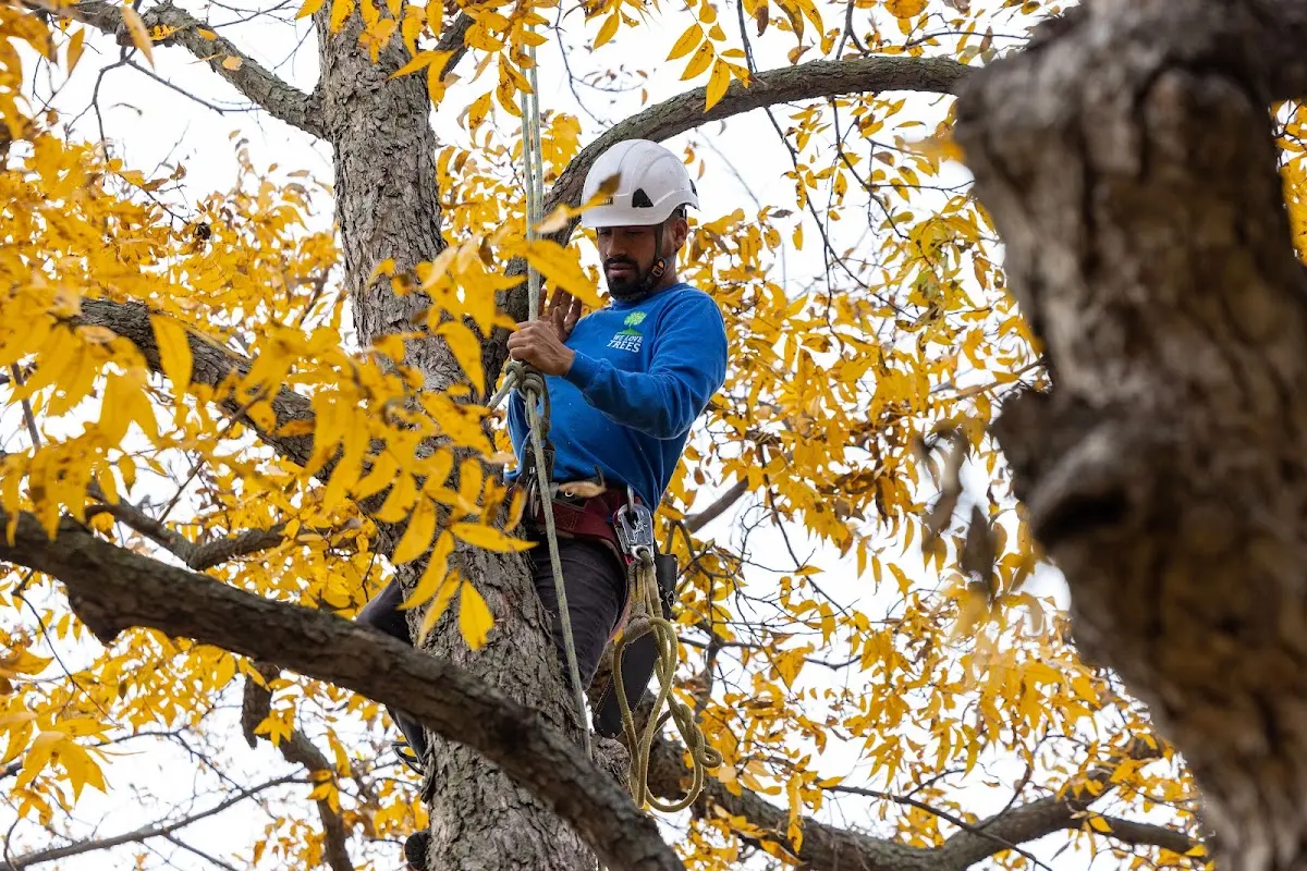 Skilled Tree Planting crew working in Steubenville