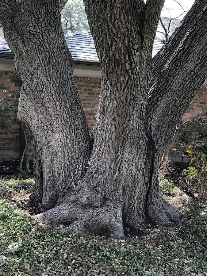Mature heritage tree close to a Steubenville property cared for by certified arborists